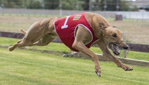 EV charging systme greyhound installation.
