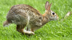 EV charging system rabbit installation services.