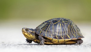EV charging system turtle